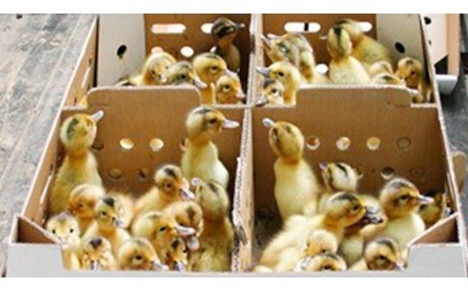 愛がも米 「 コシヒカリ 」 2kg ( 玄米 ) 米 コメ こめ こしひかり 令和7年産 除草剤不使用 農薬不使用 化学肥料不使用 [AI003ci]