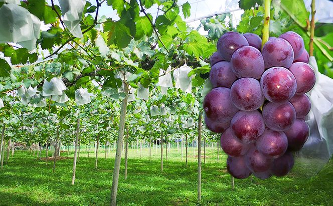 2026年 早期受付 ぶどう 晴れの国 ピオーネ 2kg（４～５房）化粧箱入り 岡山県 高梁市 ブドウ 葡萄 果物 フルーツ 