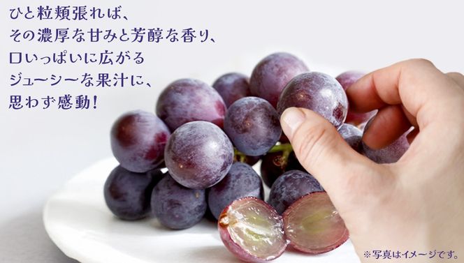 【桐箱入り】 巨峰 １房【2026年7月上旬発送開始】 (茨城県共通返礼品：大子町) ぶどう 葡萄 ブドウ フルーツ 果物 スイーツ ギフト 贈答用 贈り物 プレゼント