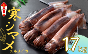 【のし付き】【寒シマメ 特大サイズ 5～6杯】 1.7kg~2kg いか イカ スルメイカ 朝どれ寒シマメ 御歳暮 ギフト 12月24日までのご注文で年内発送