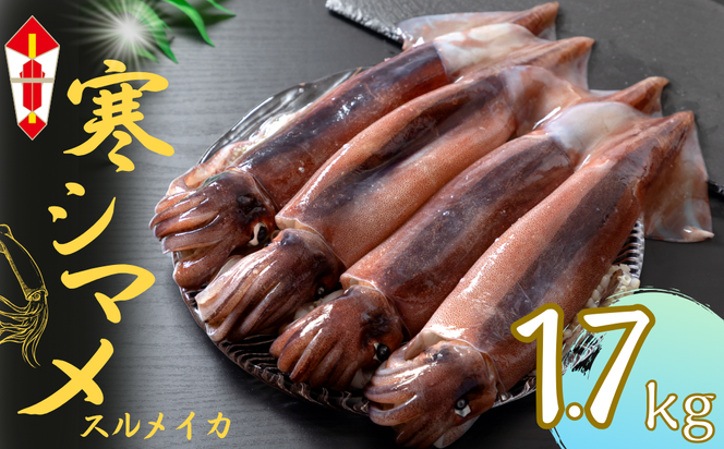 【のし付き】【寒シマメ 特大サイズ 5～6杯】 1.7kg~2kg いか イカ スルメイカ 朝どれ寒シマメ 御歳暮 ギフト 12月24日までのご注文で年内発送