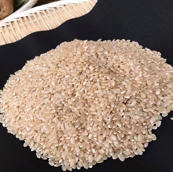 【2026年9月下旬より順次発送】【栽培期間農薬不使用】令和8年産こしひかり 5kg(玄米)｜米 お米 こめ こしひかり コシヒカリ 令和8年産 先行予約 茨城県 行方市(BI-60)