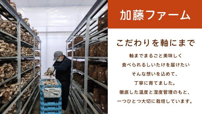＼ 選べる 内容量 ／産地直送！軸まで美味しい『軸王しいたけ』サイズ混合 (約500g/約1kg) しいたけ 椎茸 シイタケ きのこ キノコ 野菜 軸が太い 軸まで食べられる 特大 肉厚 旨味 菌床 国産 ぷりぷり ステーキ 椎茸ステーキ 新鮮 BBQ バーベキュー バター焼き 網焼き きんぴら オイル漬け