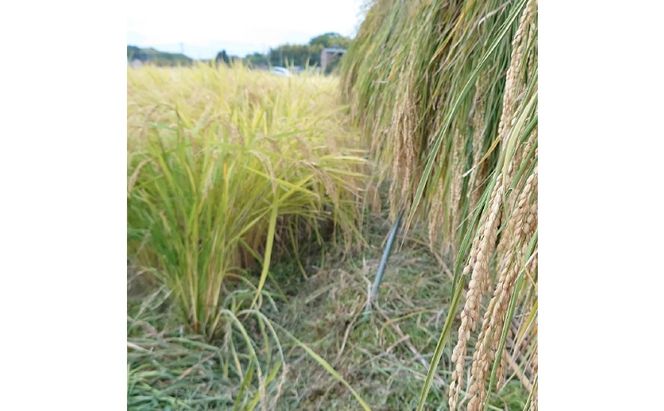 特別栽培れんげ米 日進市産 あいちのかおり 10kg ( 5kg × 2袋 ) 米 白米 精米 特別栽培米 コメ お米 おこめ 愛知 愛知県 日進市