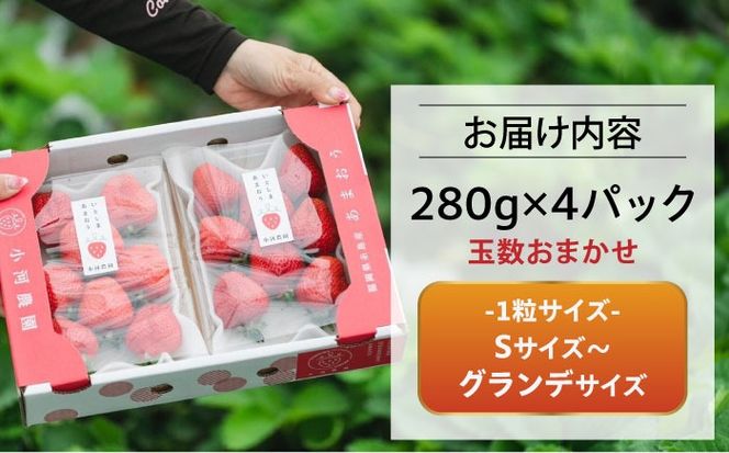 【先行受付】農家直送！ 糸島産 完熟あまおう 280g×4パック (S-Gサイズ) 【2026年3月以降順次発送】 糸島市 / 小河農園 フルーツ いちご 苺[AJN004]