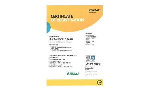 ASIAGAP認証農場 の 自然薯 1.5kg 茨城県 筑西市産 じねんじょ 山芋 芋 イモ いも とろろ 山菜 ASIAGAP [DD002ci]