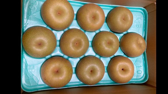 にっこり梨 10kg（20〜24個）【2026年10月より発送開始】（茨城県共通返礼品 [梨]：大子町産）田舎の頑固おやじが厳選！ なし ナシ 果物 フルーツ 茨城県産 [BI431-NT]