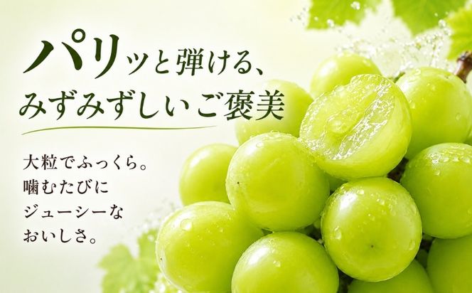 【2026年 先行予約】山梨県産　シャインマスカット 約1.2kg (２房～3房)　FB003|山梨 フルーツ シャイン シャインマスカット ぶどう 葡萄