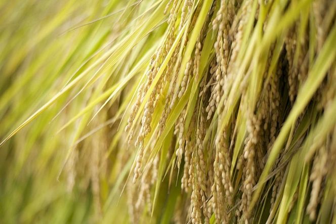 [F035] 自然栽培コシヒカリ使用 米焼酎「のと千里浜」720ml