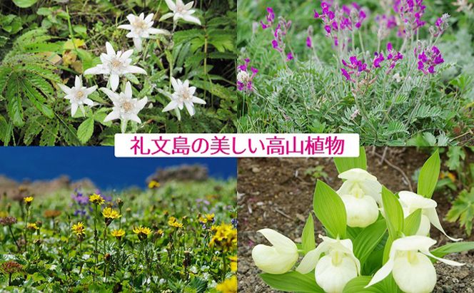 【礼文島リボンプロジェクト】北海道礼文島船泊産　昆布セット 自然保護 環境保全 利尻昆布 出汁用昆布 食材 花折昆布 根こんぶ とろろ昆布 きざみ昆布 