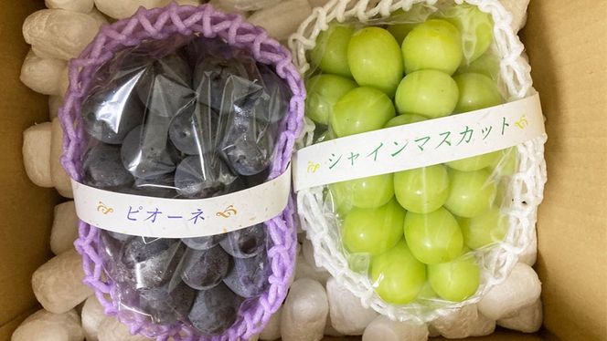 【定期便】ぶどう 品種ランダム2房セット【2026年8月から3か月連続で発送】（茨城県共通返礼品 [ぶどう]：結城市産）  ブドウ 葡萄 果物 フルーツ 茨城県産 [BI432-NT]