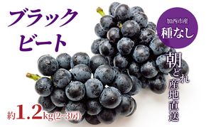 【令和8年産】ブラックビート 2～3房 セット  ぶどう 種無し 皮ごと 兵庫県産 大粒 農家直送 果物 果物類 フルーツ デザート ブドウ 詰め合わせ 甘い 粒 糖度 巨峰