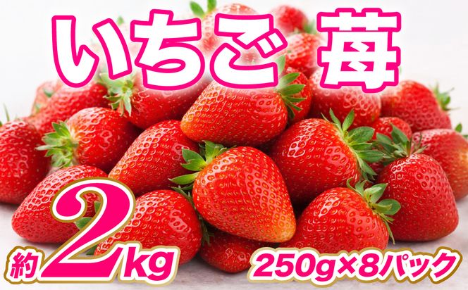 【先行予約】 いちご 約2kg（約250g×8パック） イチゴ 苺 果物 くだもの フルーツ 旬 ジャム スムージー スイーツ 熊本県 八代市 【2027年1月上旬より順次発送】