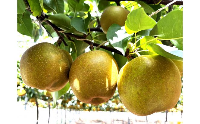 1121．【2026年度発送先行予約】数量限定　新甘泉　5kg 313726_CS001