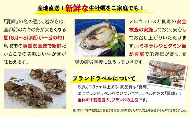 鳥取賀露港 天然岩がき「夏輝」セット【かねまさ・浜下商店】 312011_AZ002