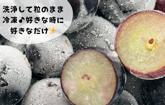 冷凍 種あり 巨峰 約1kg 秀優混合 サイズミックス 和歌山県産 産地直送 ぶどう クール便  【みかんの会】AX398