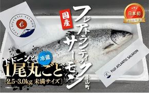 1G8フジアトランティックサーモン（１尾2.5～3.0kg未満）セミドレス