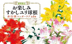 【ふるさと納税】【期間限定】ユリ球根　お楽しみ すかし ユリ セット 4種 16球 送料無料 赤 白 黄 シュガーラブ