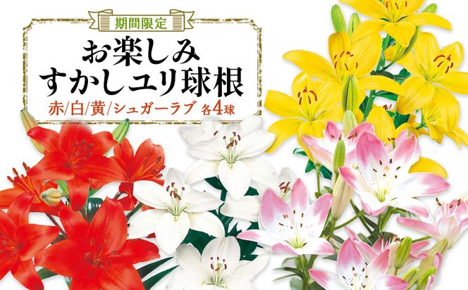 【ふるさと納税】【期間限定】ユリ球根　お楽しみ すかし ユリ セット 4種 16球 送料無料 赤 白 黄 シュガーラブ