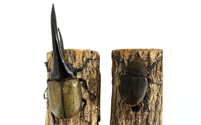 ヘラクレスオオカブト 成虫ペア オス（150mm台）メス（60mm以上） / ヘラクレス カブトムシ 昆虫 真庭市 生体 飼育 生き物 生物 岡山県【hrkrs001-01】