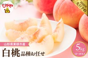 【2026年産先行予約】 採れたて白桃(品種お任せ) 約5kg (12～18玉) 山形県 東根市　hi026-056