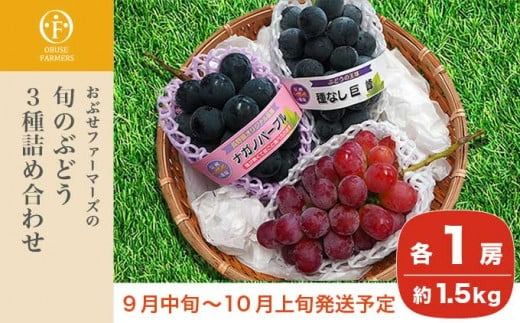 長野県産 旬のぶどう3種セット 種無し巨峰 ナガノパープル 赤系ぶどう 各1房 約1.5kg ［おぶせファーマーズ］ 詰め合わせ 詰合せ 食べ比べ 果物 フルーツ ぶどう 葡萄 クール便 冷蔵便 令和7年産 【2025年9月中旬〜10月上旬発送】 ［F-531］