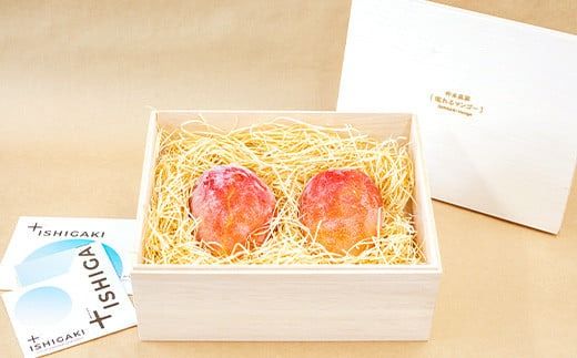 石垣の恵 眠れるマンゴー(450g?500g)2玉 専用箱入 KB-31