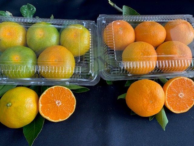 BF6058_【2026年先行予約】ハウスみかん 二種 食べ比べ 6パック 【ミカン 蜜柑 柑橘 温州みかん 有田みかん 和歌山】