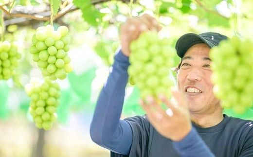 シャインマスカット 約1kg 約2kg 選べる内容量 ［おぶせファーマーズ］ 果物 フルーツ ぶどう 葡萄 数量限定 先行予約 長野 信州 令和7年産 【2025年9月上旬〜11月上旬発送】