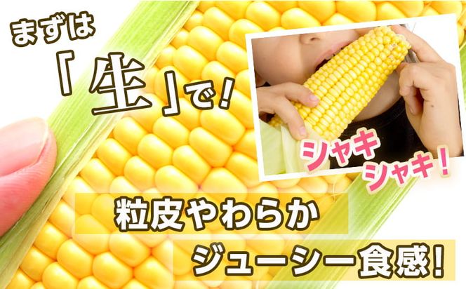 【先行受付】朝どれ!!都城産スイートコーン(味来コーン)5kg 15本以上_12-B401-6_(都城市) 朝どれ とうもろこし スイートコーン 5キロ 約15本以上 産地直送 みずみずしい あまい