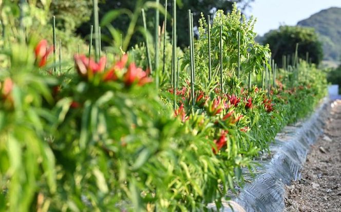 いとペリ ホットソース (ミニ) 50ml×1本 Dan's Kitchen 糸島市 / Mind Nation 唐辛子 辛味ソース[ACR003]