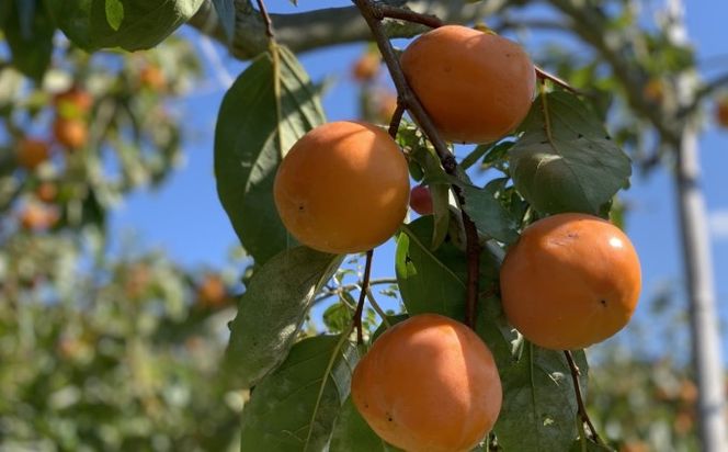 柿 志波 富有柿 約3kg 11～12玉 果物類 かき 