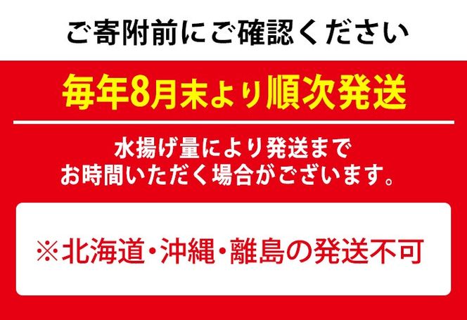 【0303202a】＜訳あり＞朝獲れ発送！鮮魚問屋が厳選した氷締め伊勢海老(2尾・総量1kg以上)えび 魚介類 海鮮 刺身 塩焼き【江川商店】