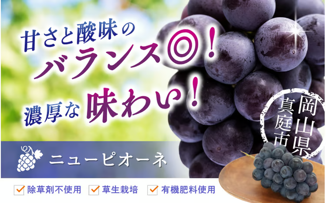 【2026年の先行予約です】 ぶどう 訳あり 花笑み農園の ニューピオーネ 1kg hana33. / ぶどう ブドウ 葡萄 岡山 ピオーネ 先行予約 フルーツ 果物 真庭市 【hana033-02】