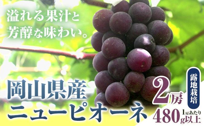 【ふるさと納税】【先行予約】 岡山県産 ニューピオーネ 2房 480g以上 露地栽培 有限会社ホーティカルチャー神島《9月中旬-10月下旬頃出荷》岡山県 笠岡市 葡萄 果物 厳選出荷 スイーツ フルーツ デザート 種なしぶどう【配送不可地域あり】---H-78---