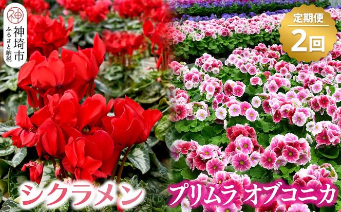 【先行受付11月20日より発送 数量・期間限定】シクラメン レッド6号鉢・プリムラ オブコニカ5号鉢×3鉢の定期便 2回(11月・1月) 【クリスマスまでにシクラメンが届きます!!】(H069116)