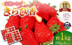 いちご きらぴ香 約1kg 約250g×4パック 朝どれ 完熟 苺 産地 直送 フレッシュ イチゴ 贈答 フルーツ 果物 国産 静岡県 藤枝市 ふるさと人気  【先行予約】 2027年3月～5月発送予定