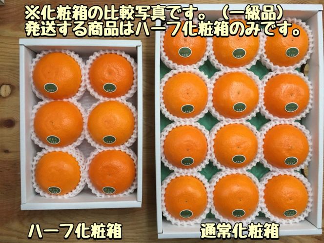 ［2箱セット］ハーフ 化粧箱 柑橘の大トロ ハウス せとか 厳選 6玉入 × 2箱 南泰園 BS155