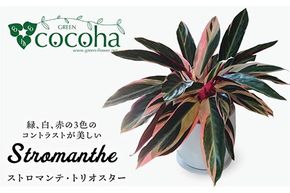 緑、白、赤の色合いが絶妙！『 ストロマンテ ・ トリオスター 』 糸島市 / cocoha [AWB019] 観葉植物 緑 グリーン 暮らし インテリア 植物 鉢 おしゃれ 室内