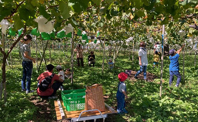 【完全無添加】【安心安全】【こだわりの搾汁製法】種あり巨峰ジュース300ml×4本セット【栽培期間中 除草剤・ネオニコチノイド系農薬・化学肥料不使用】 果実飲料 フルーツジュース 飲み物 グレープジュース