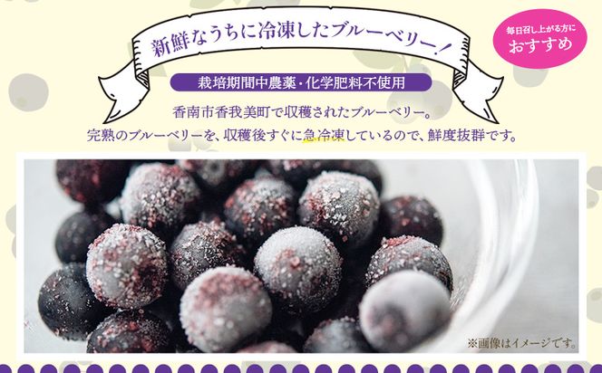 完熟 冷凍ブルーベリー 約1kg(200g×5袋) - フルーツ 果物 くだもの おやつ スイーツ デザート スムージー ヨーグルト ジャム 国産 高知県産 柳本果樹園 高知県 香南市 冷凍 yg-0028