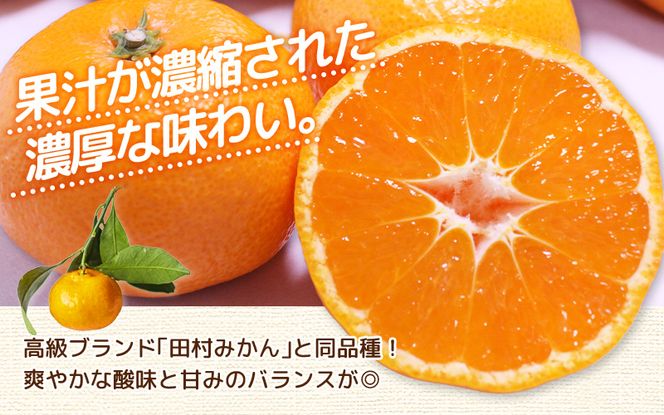 ＼ みかんの名産地 和歌山県産／ 農家直送 大玉 有田みかん 10kg （2L～3L） ひとつひとつ手選別で厳選【2026年11月下旬～2027年1月中旬ごろに順次発送予定】 | みかん フルーツ 果物 くだもの 有田みかん 蜜柑 柑橘【hdm001-2A】