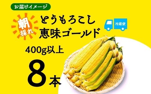 ＜2026年発送先行予約＞とうもろこし 恵味 ゴールド 400g以上 × 8本 高糖度 トウモロコシ スイートコーン 玉蜀黍 イエローコーン 黄 夏野菜 甘い ジューシー 野菜 おやつ 旬 産地直送 送料無料 湖南野菜出荷組合 山梨県 富士河口湖町 FEM002