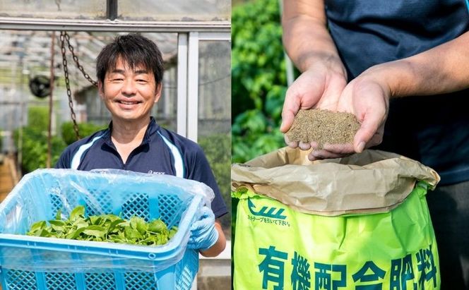 温室野菜 sano 生バジルソース３本セット 加工食品 ソース 