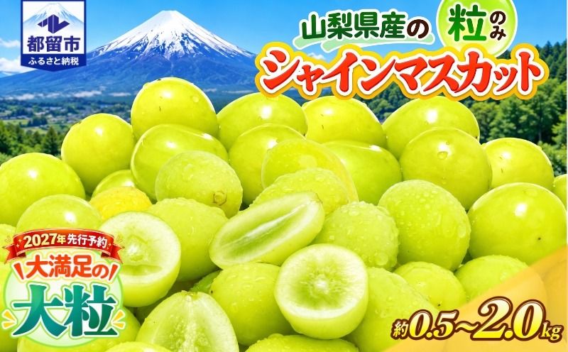 [2027年発送] シャインマスカット 粒 山梨県産 選べる4容量 約500g 約1.3kg 約1.5kg 約2.0kg |シャインマスカット ぶどう 葡萄 ブドウ 山梨県 都留市 くだもの 果物 フルーツ 大人気 送料無料 粒のまま FB022_056