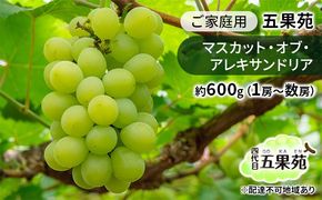 ぶどう 2026年 先行予約 ご家庭用 マスカット・オブ・アレキサンドリア 約600g（1房～数房） ぶどう フルーツ 果物 岡山 五果苑