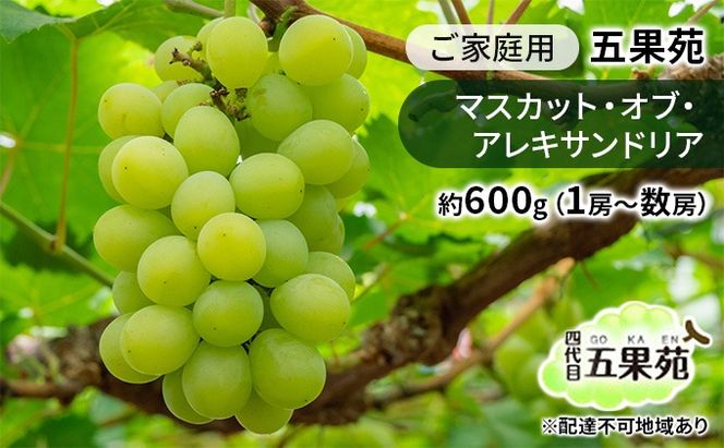 ぶどう 2026年 先行予約 ご家庭用 マスカット・オブ・アレキサンドリア 約600g（1房～数房） ぶどう フルーツ 果物 岡山 五果苑