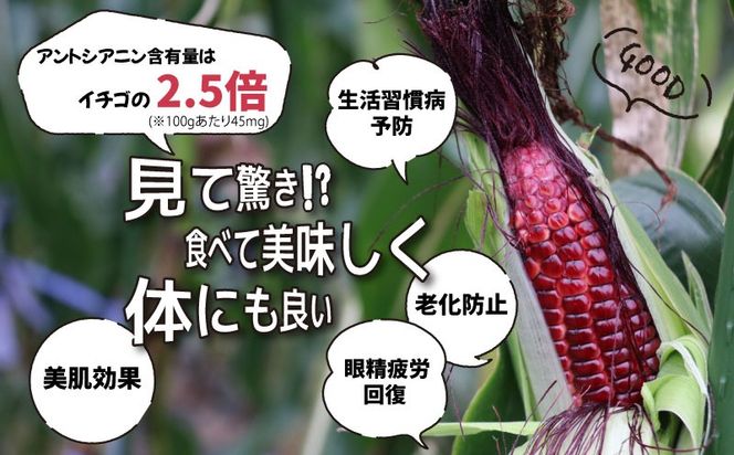 GN002【ふるさと納税】【2026年先行予約】山梨県都留市産 紅いスイートコーン 大和ルージュ｜希少な赤いとうもろこし 甘い スイートコーン トウモロコシ 産地直送 送料無料【浅田農園】　