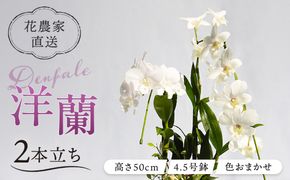 【 30セット 限定 】 デンファレ （ 洋蘭 ） 2本 立ち  《糸島》【和饗エコファーム株式会社】蘭 洋蘭 デンファレ 花 インテリア お祝い 贈り物 [AVI005]