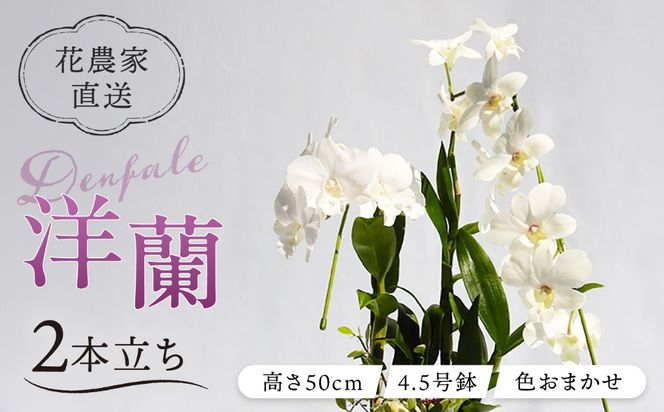 【 30セット 限定 】 デンファレ （ 洋蘭 ） 2本 立ち  《糸島》【和饗エコファーム株式会社】蘭 洋蘭 デンファレ 花 インテリア お祝い 贈り物 [AVI005]